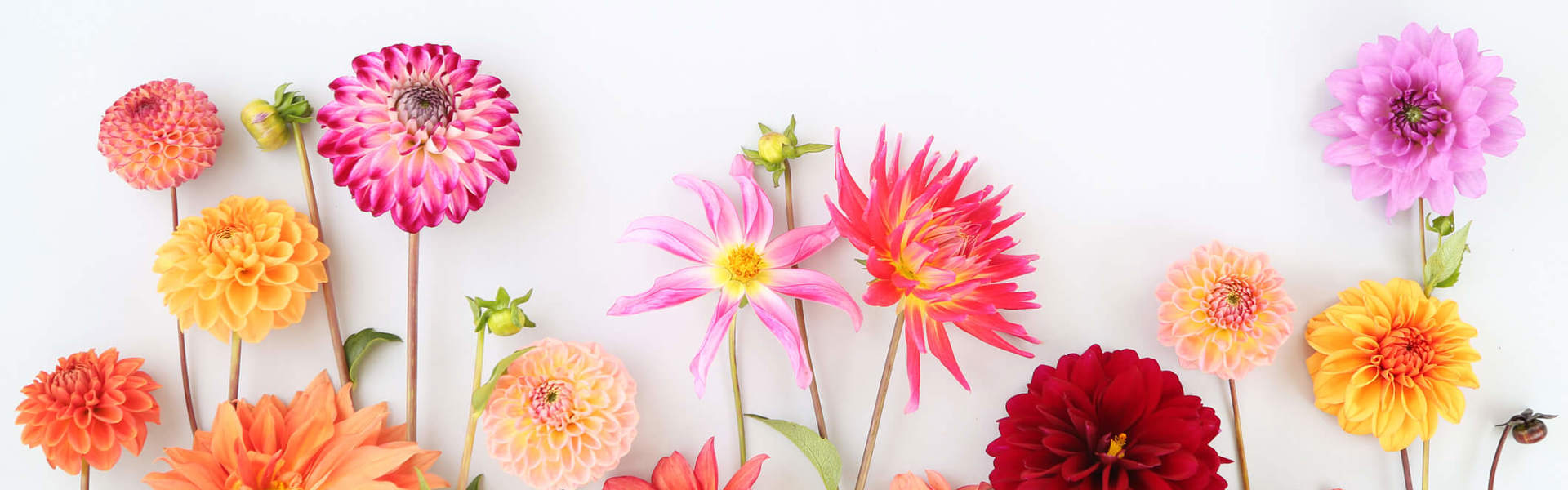 cut wild flowers on a white background