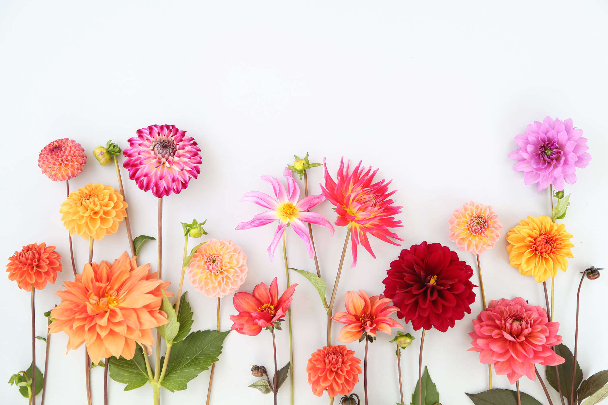 cut wild flowers on a white background