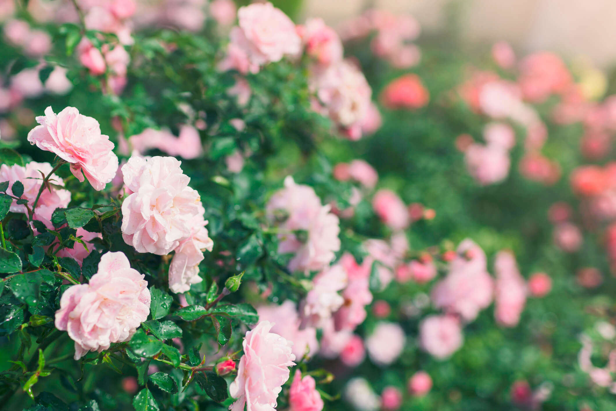 a close up of pink flowers growing in a green bush