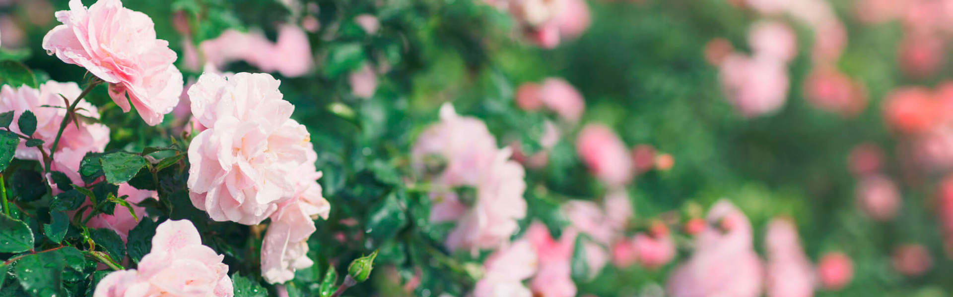 a close up of pink flowers growing in a green bush