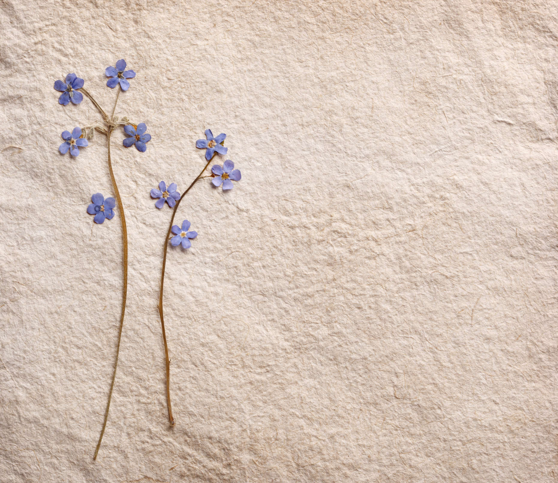 A purple pressed spring flower on parchment paper