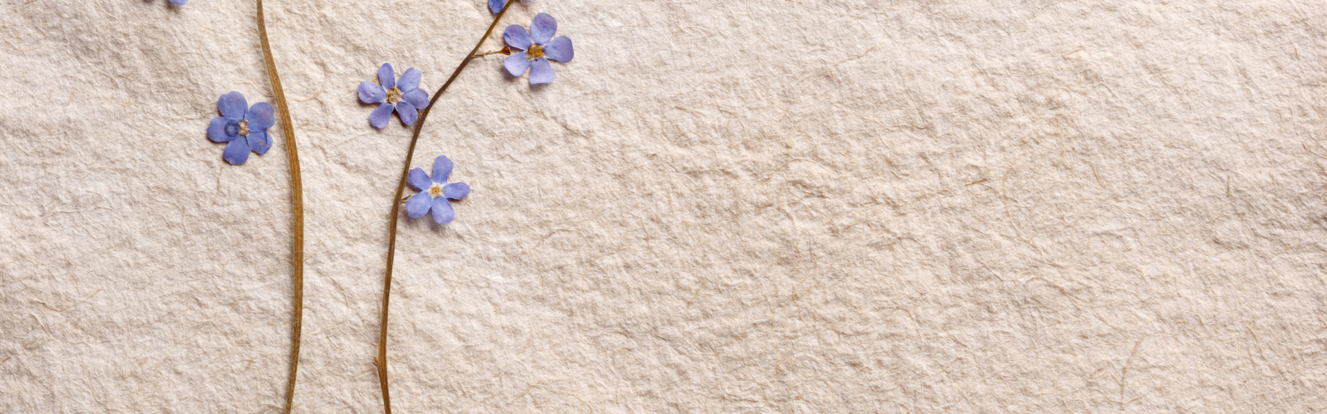 A purple pressed spring flower on parchment paper
