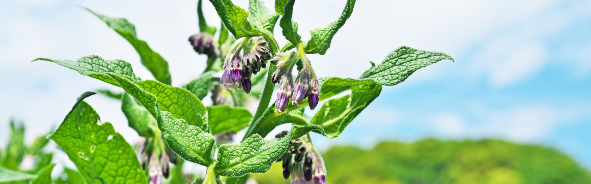 Main Image: a close up image in the sunshine of a comfrey plant, used to make comfrey tea - with beautiful purple flowers.