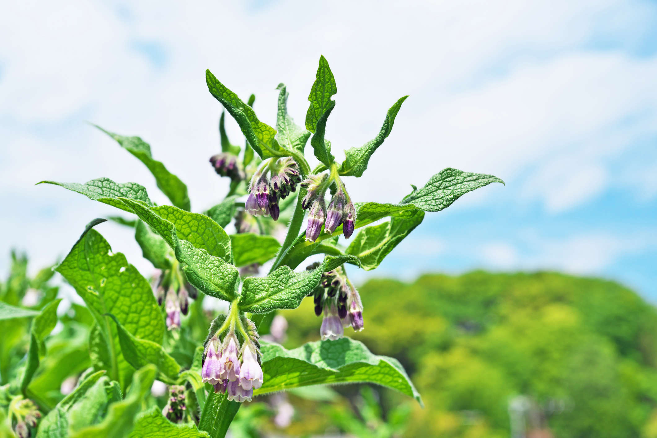 Main Image: a close up image in the sunshine of a comfrey plant, used to make comfrey tea - with beautiful purple flowers.