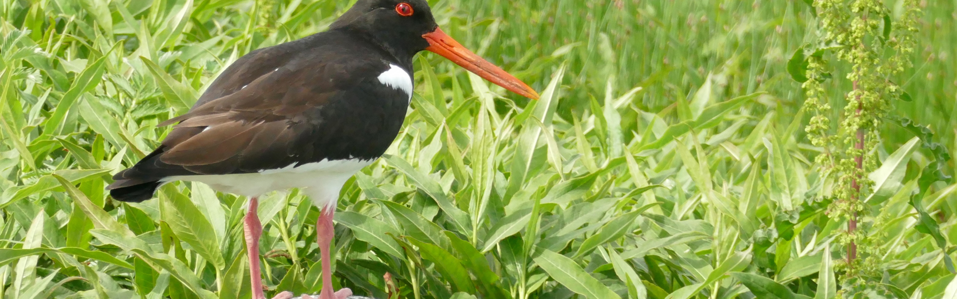 Oystercatcher I