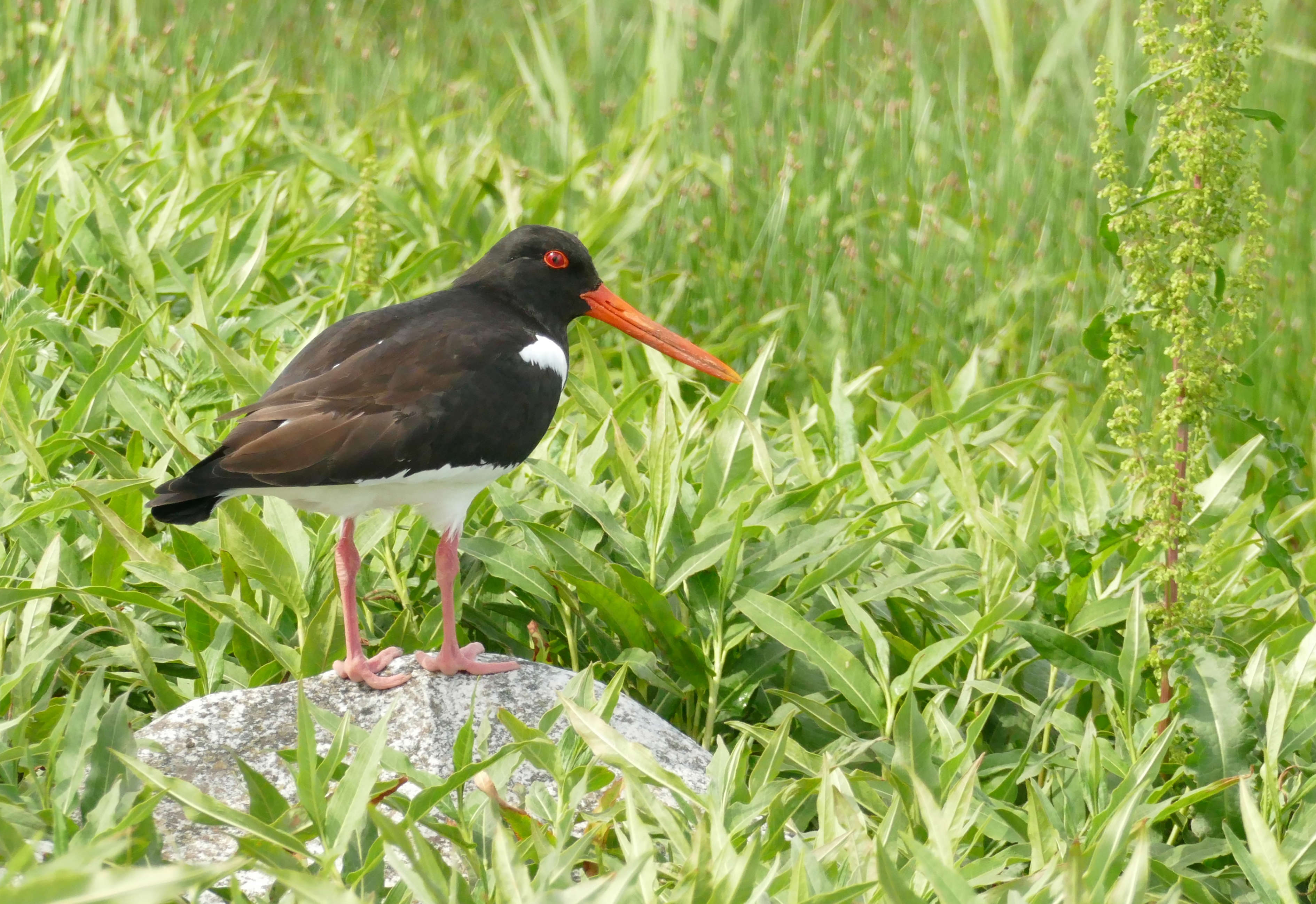 Oystercatcher I