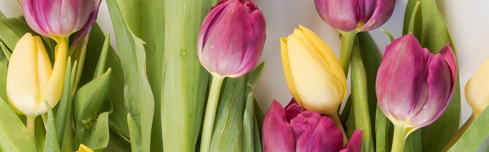 Main image: a photo of beautiful yellow and pink tulips ready to be painted. 