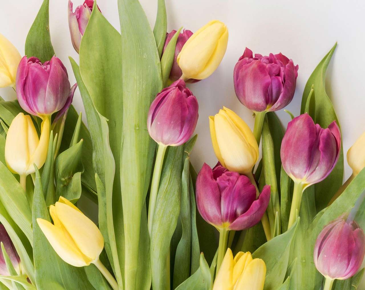 Main image: a photo of beautiful yellow and pink tulips ready to be painted. 