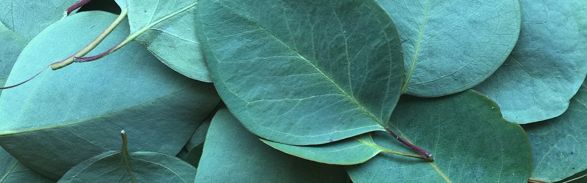 a pile of green leaves