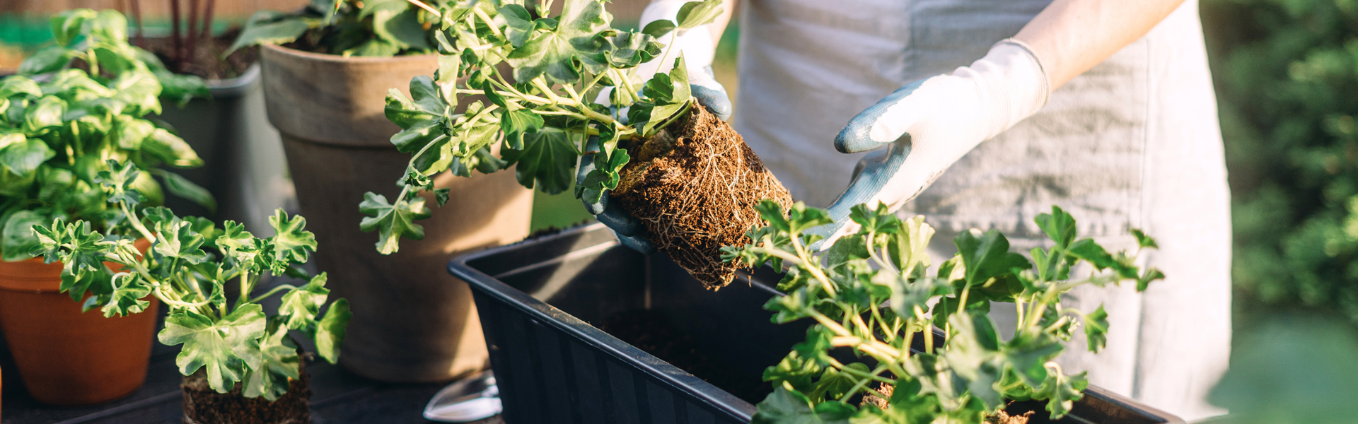 A lady in gardening gloves and an apron, stood at a gardening table, potting up plants into a long planter, surrounded by plants to repot
