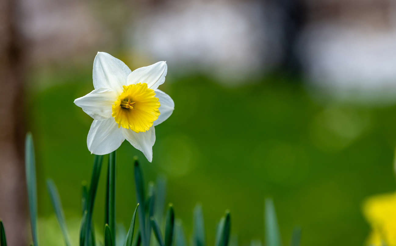 a close up of a bright yellow and orange daffodil