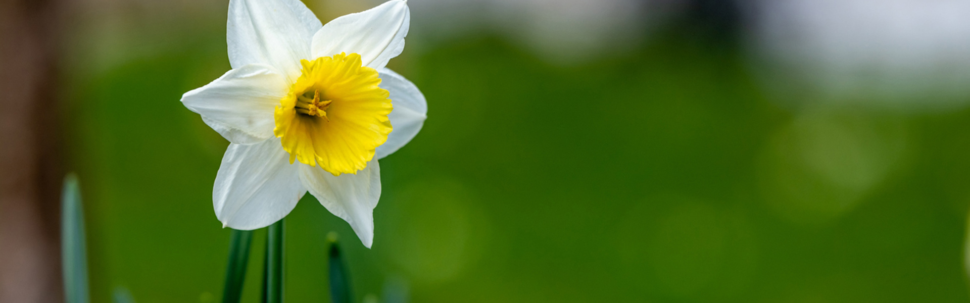 a close up of a bright yellow and orange daffodil