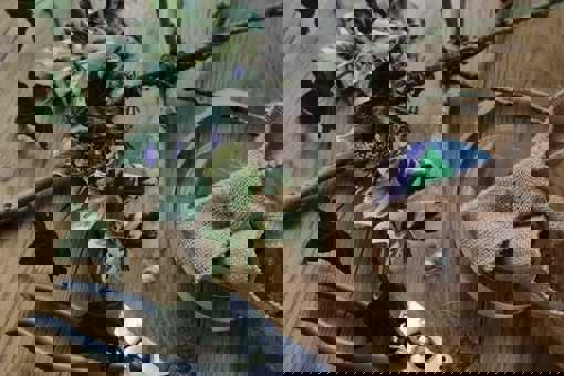Main Image: A close up of sheers, ribbon and foliage - all the materials to make a floral swag.
