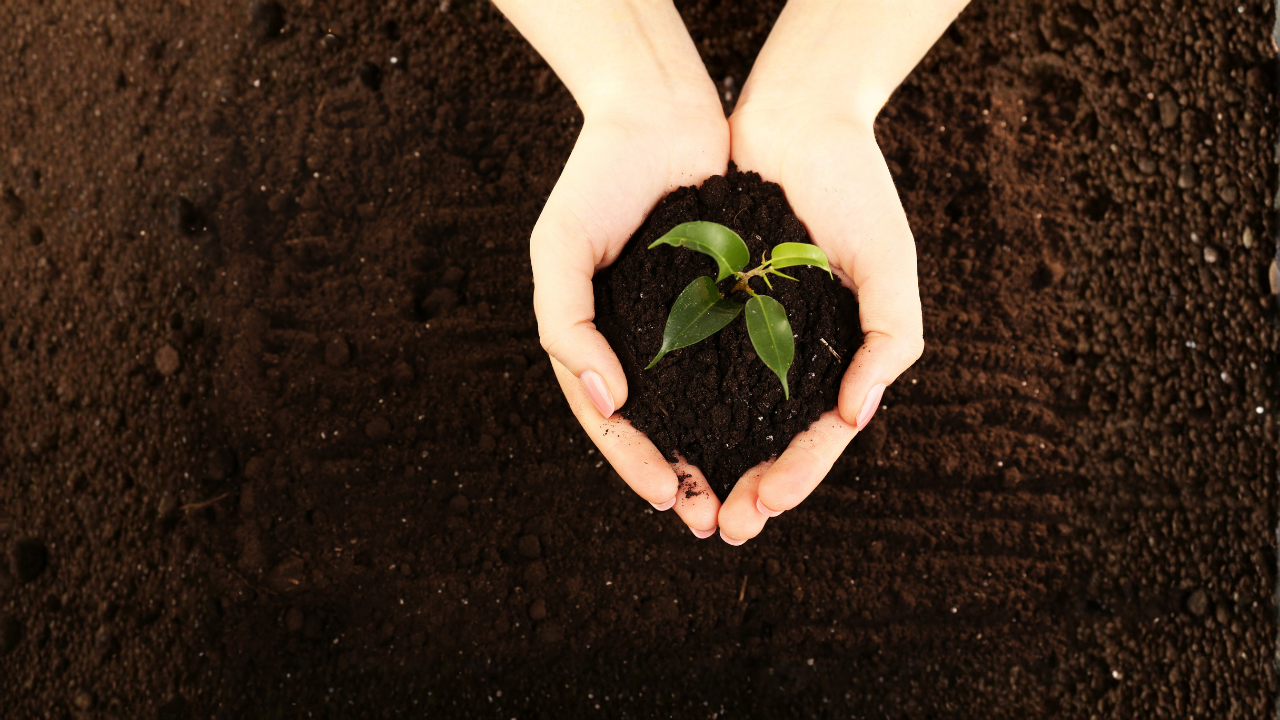 Main image: a woman holding a handful of healthy soil, with a little green seedling sticking out the top.
