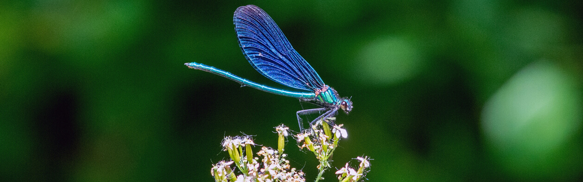 a blue dragon fly landing on a pink flower