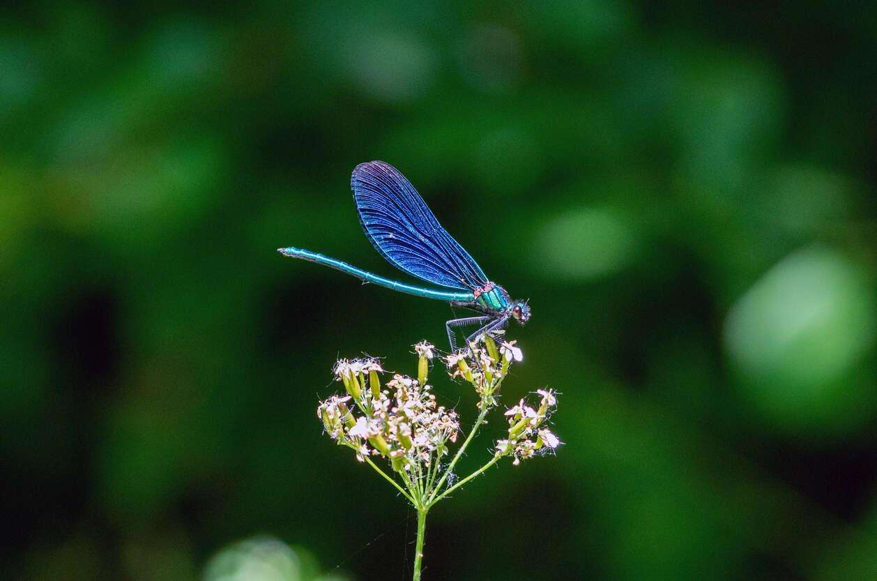 a blue dragon fly landing on a pink flower