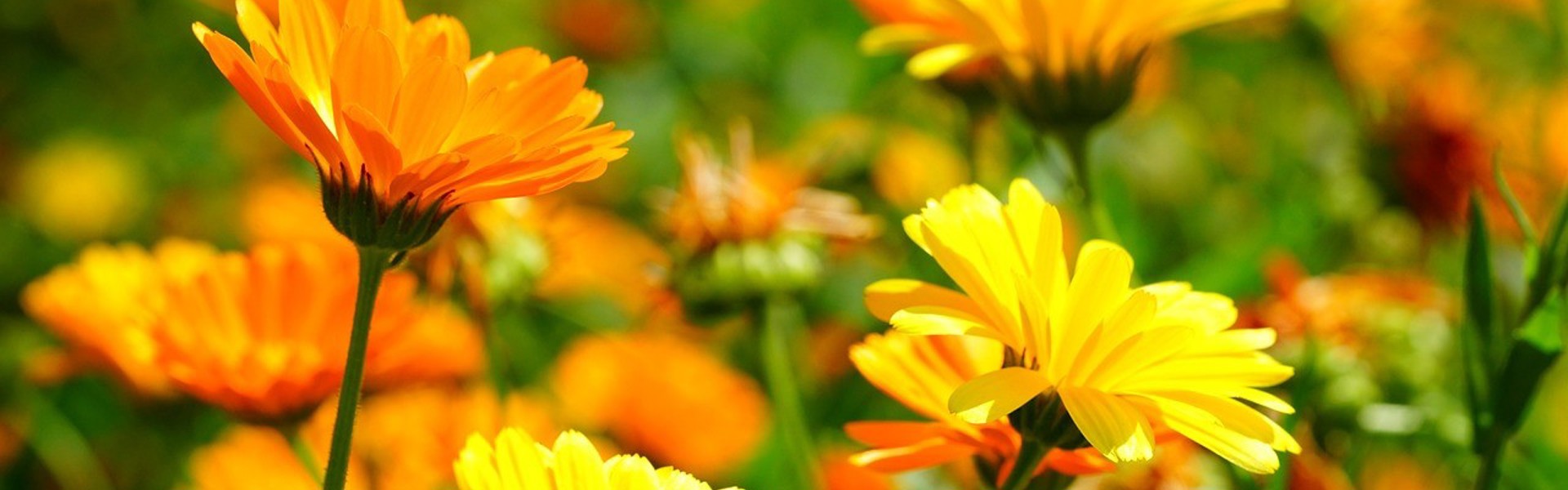 a close up of a field of orange summer flowers