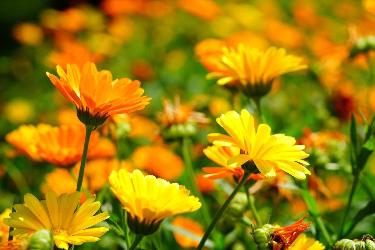 a close up of a field of orange summer flowers