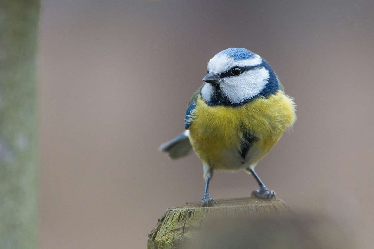 a close up of a small blue bird perched on a tree branch