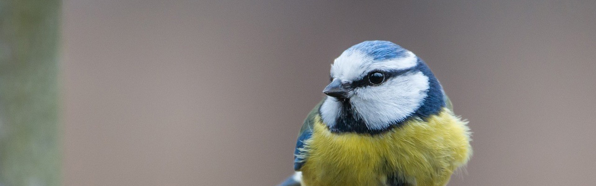 a close up of a small blue bird perched on a tree branch