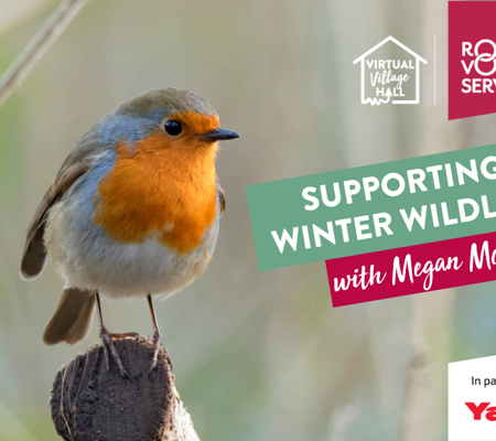 Supporting Winter Birdlife Megan Mccubbin Streamyard Thumbnail (2)