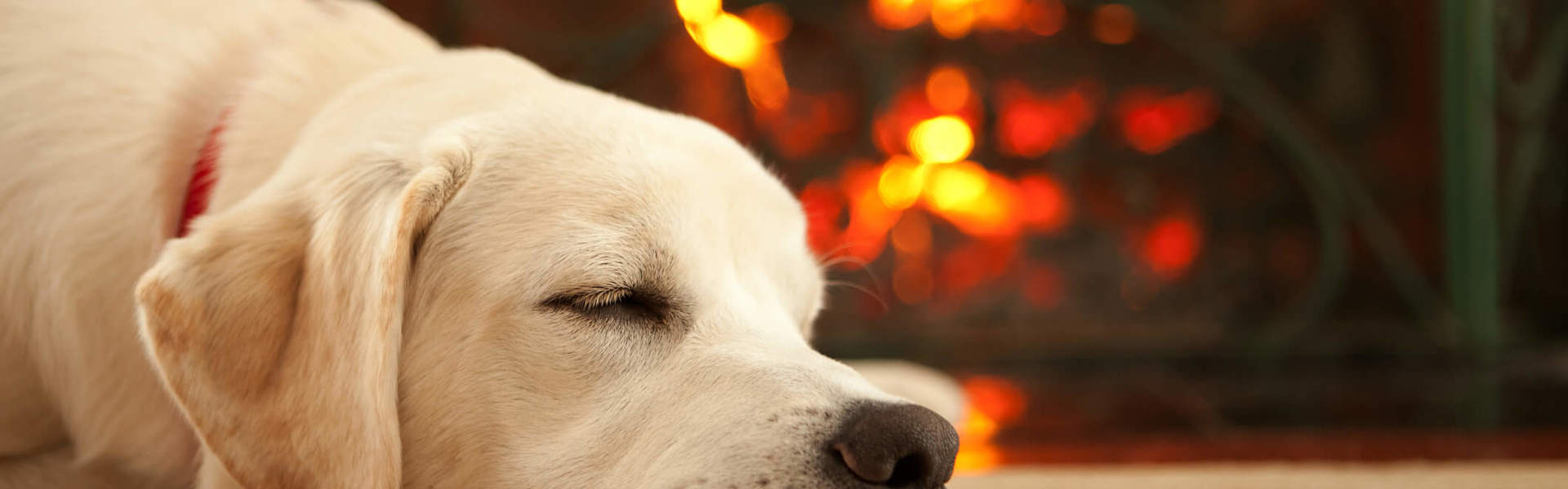 a close up of a white Labrador asleep by the fire