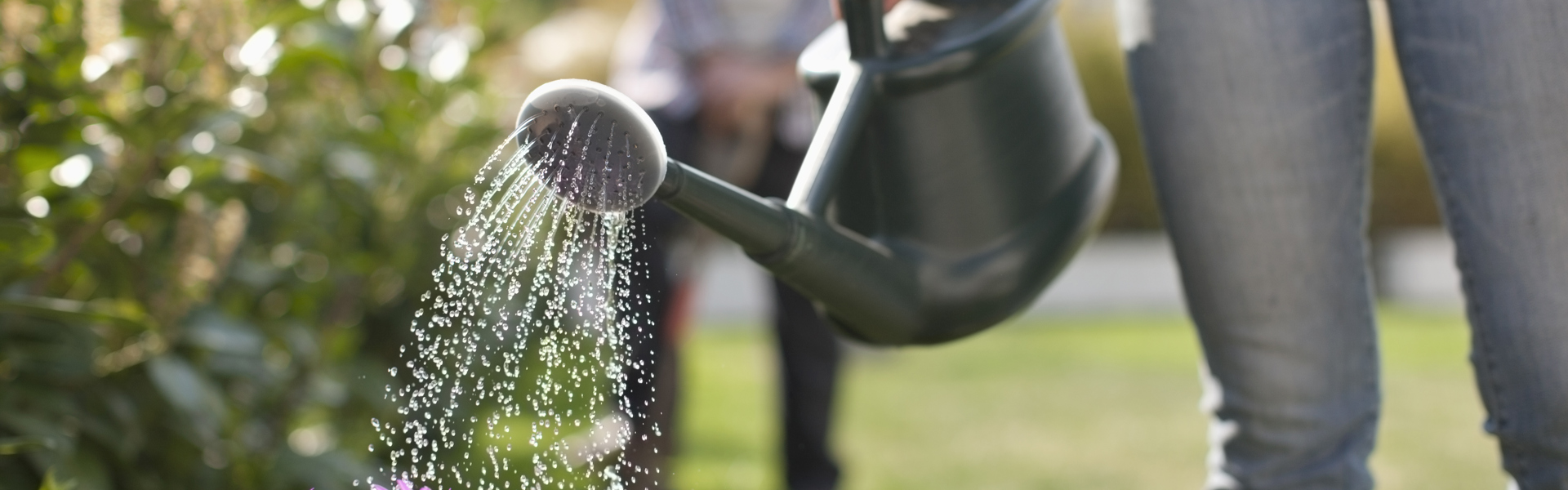 Main Image: Person in blue jeans gardening, watering purple flowers with a watering can.