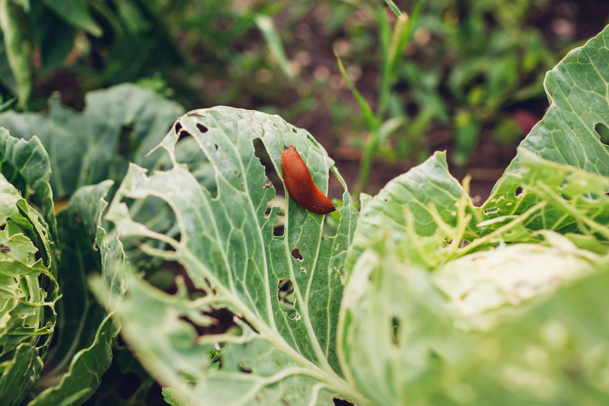 Main Image: Slug eating a cabbage leaf - demonstrating the need for organic slug control in gardening.