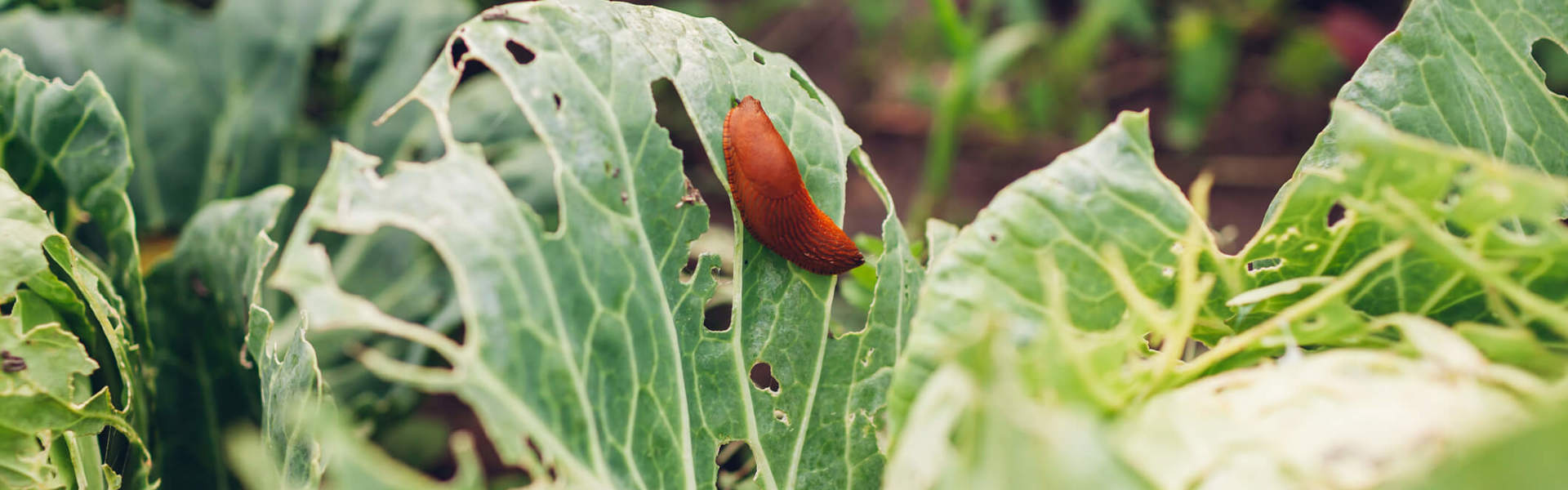 Main Image: Slug eating a cabbage leaf - demonstrating the need for organic slug control in gardening.