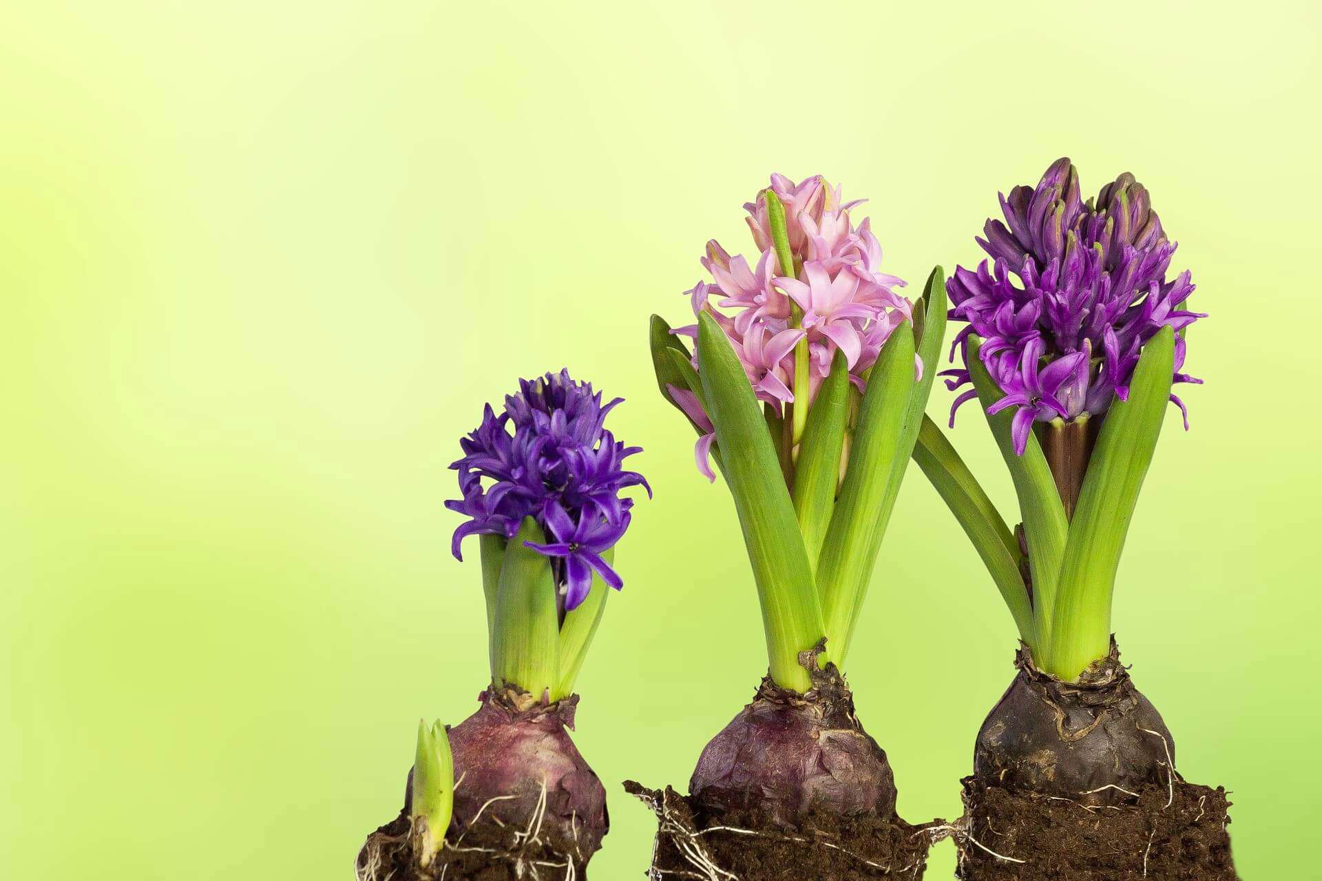 three bulb plants lined up against a green background