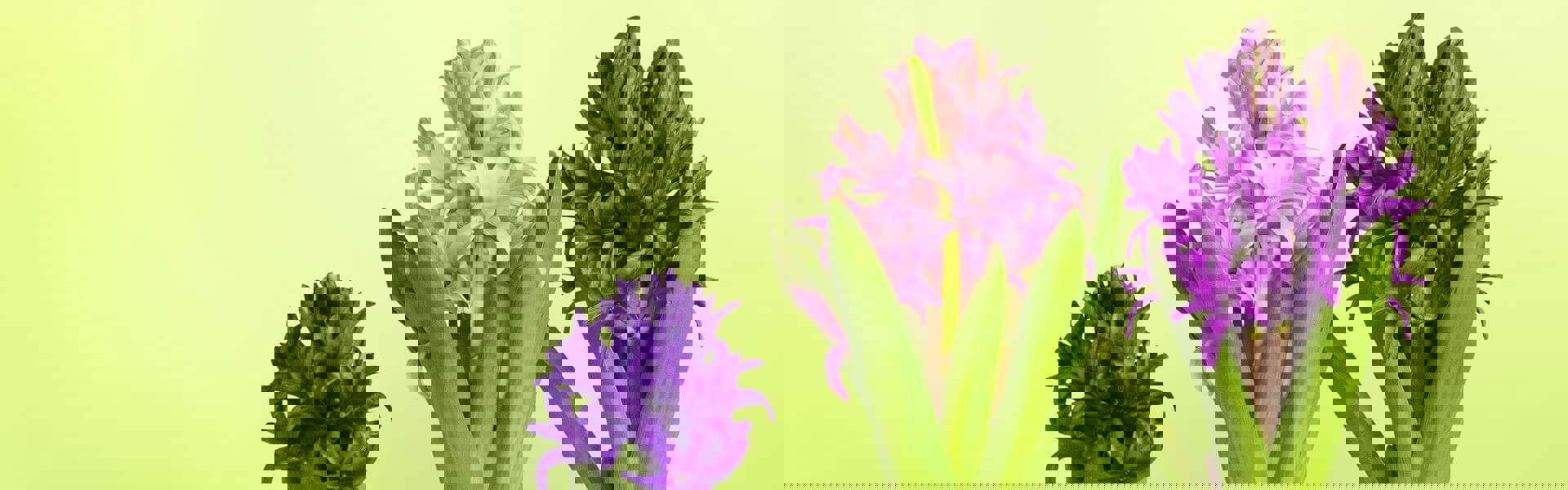 three bulb plants lined up against a green background