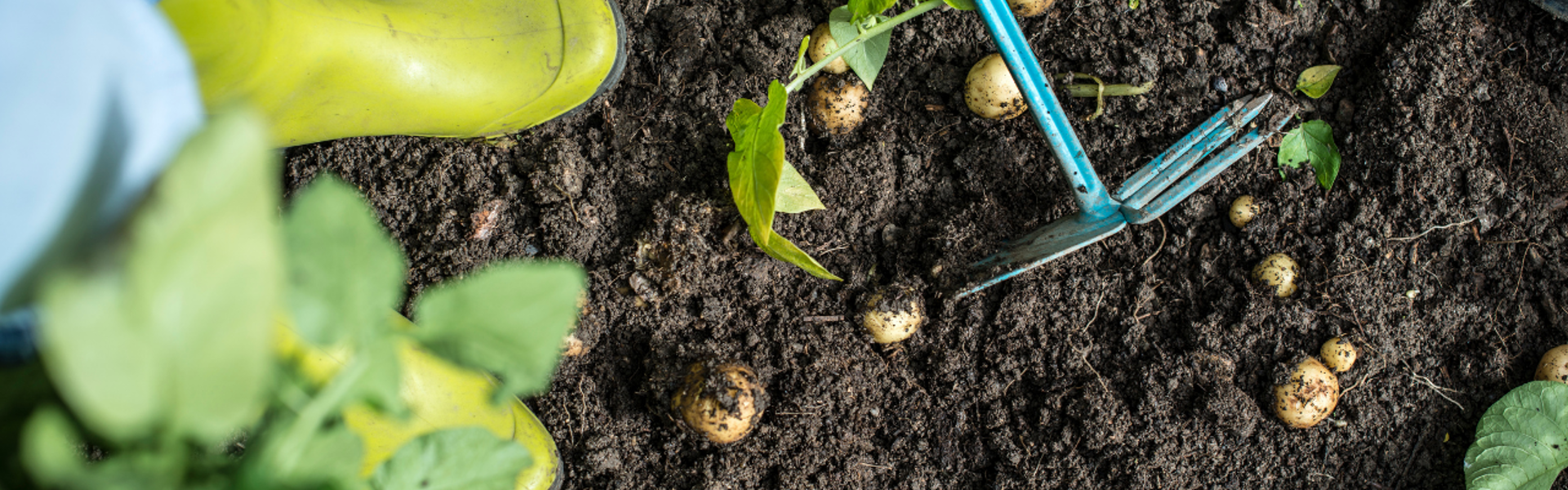 Allotment Diaries Part 23 – May Allotment Gardening IMAGE