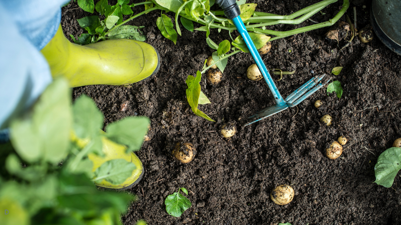 Allotment Diaries Part 23 – May Allotment Gardening IMAGE