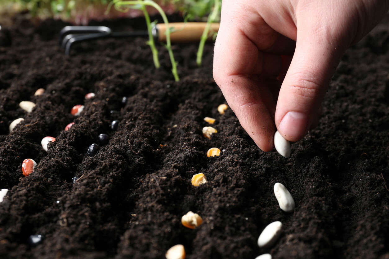 Planting different seeds in soil