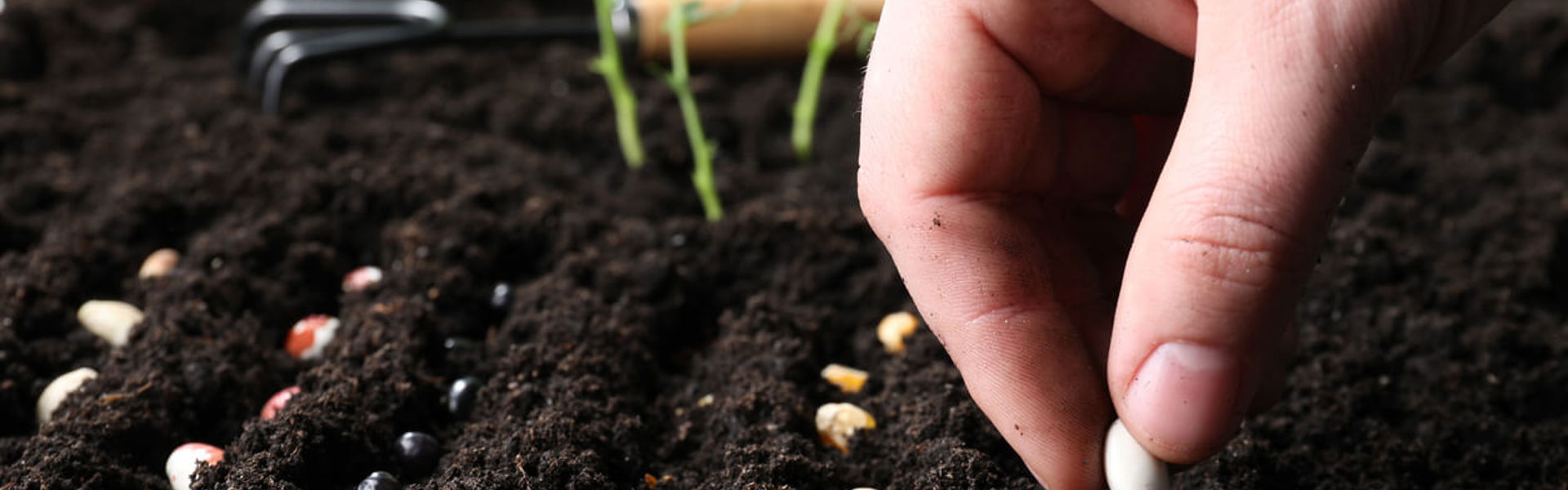 Planting different seeds in soil