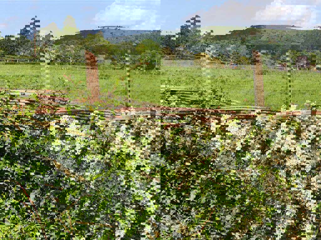 Main image: Photo of a hedgerow in British countryside, along a woven wicker fence. With blue skies and beautiful countryside in the background.