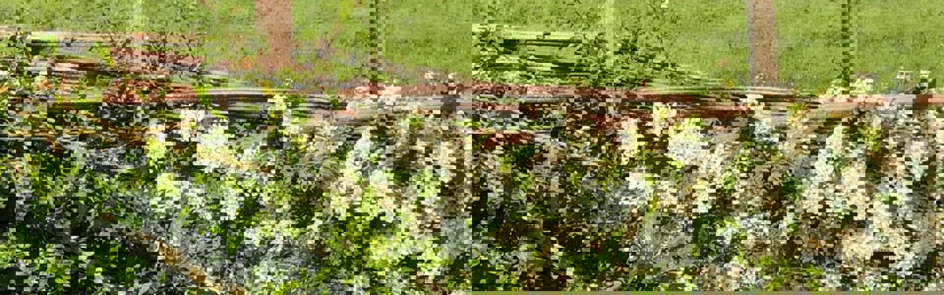 Main image: Photo of a hedgerow in British countryside, along a woven wicker fence. With blue skies and beautiful countryside in the background.