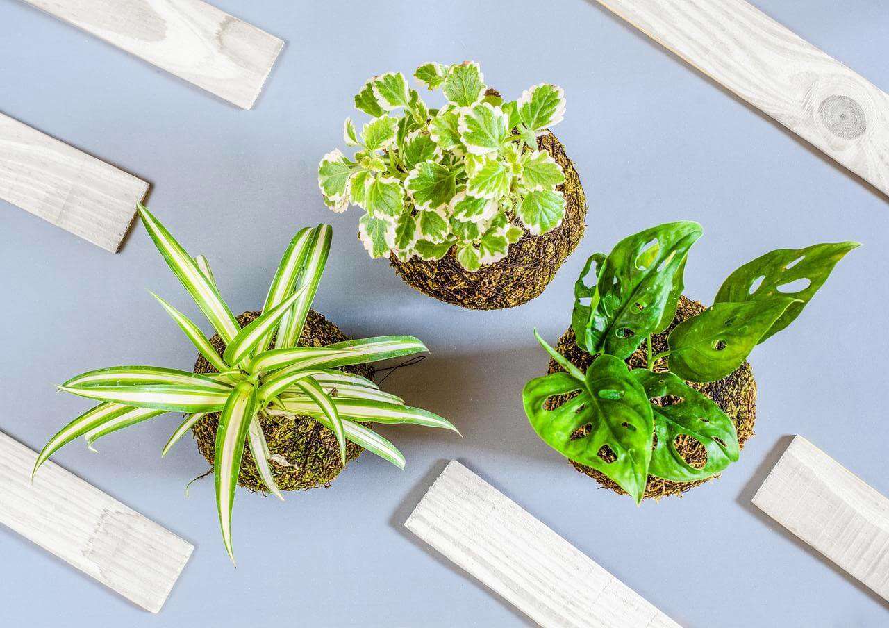 An ariel shot of a kokedama plant made by Rachel Moore