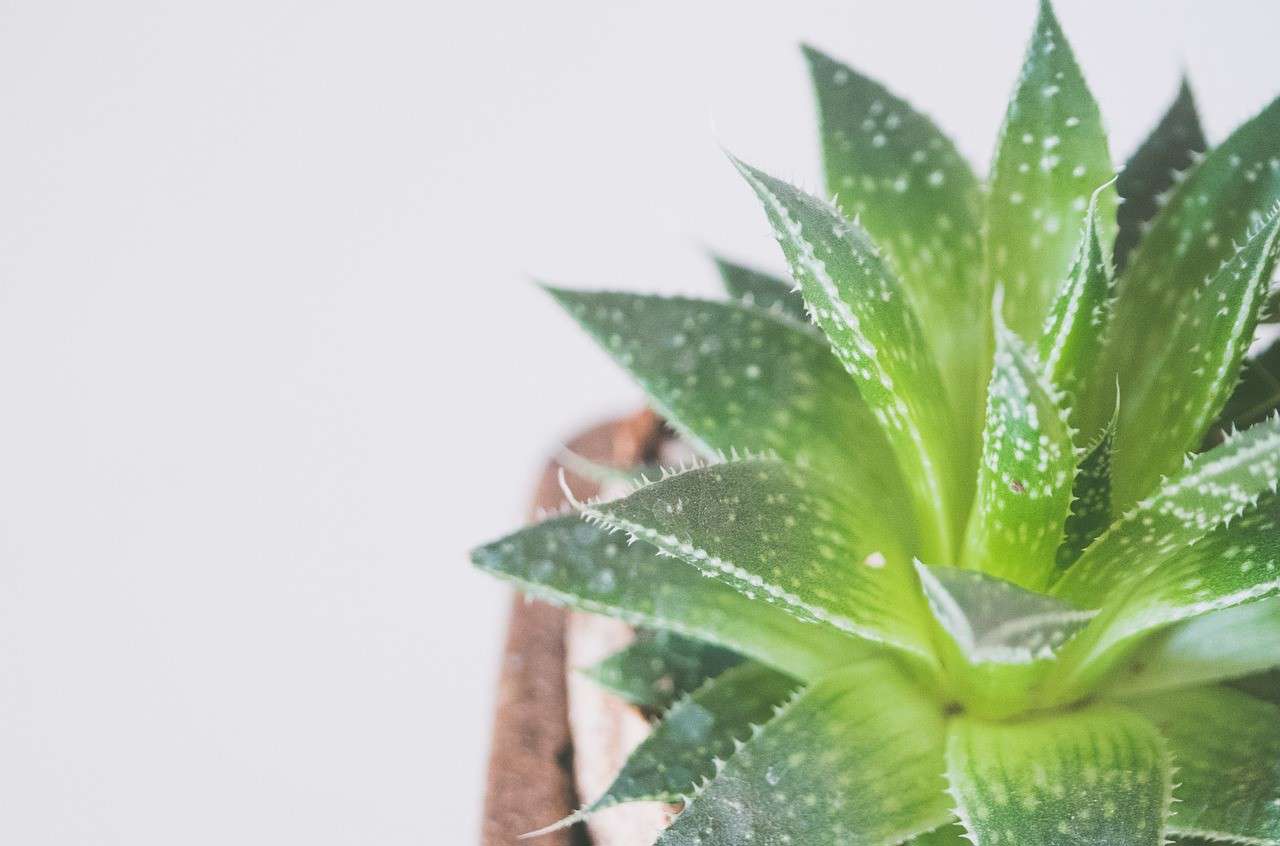 a close up of a green succulent plant on a white background