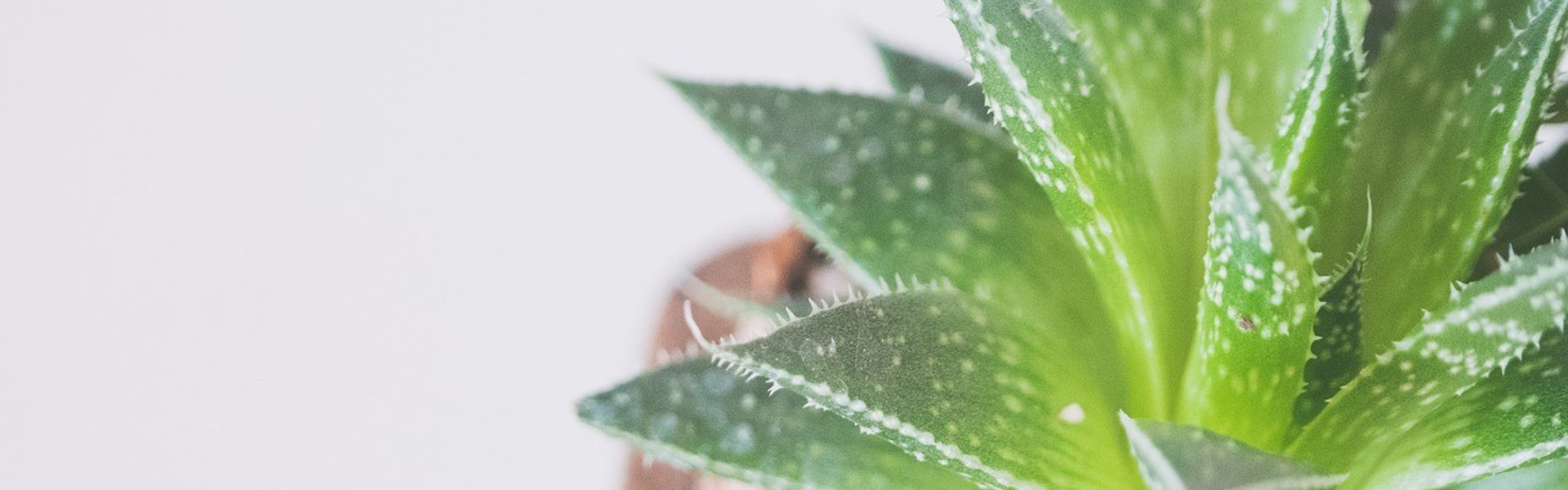 a close up of a green succulent plant on a white background