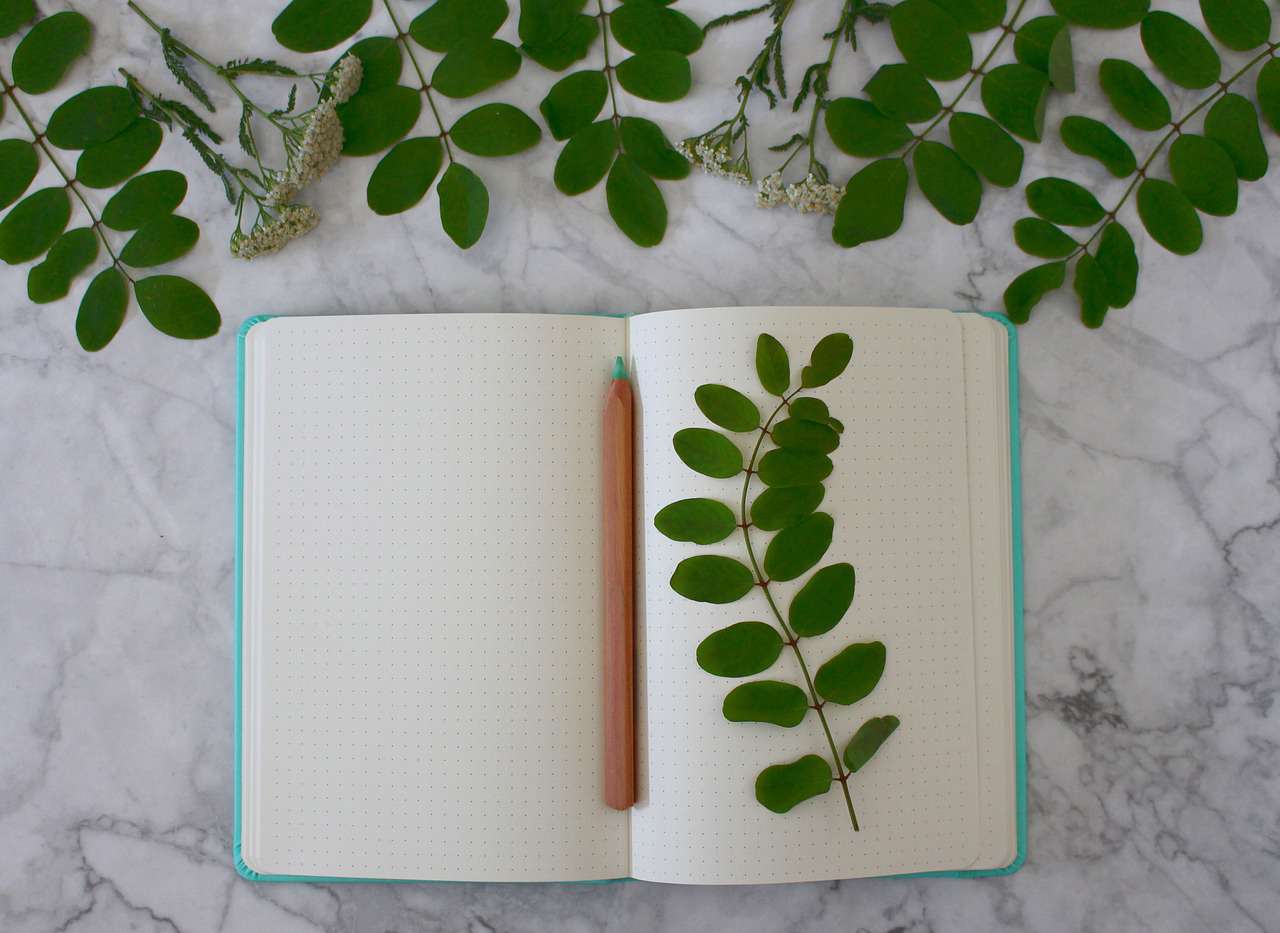 a green branch resting on an open paper journal