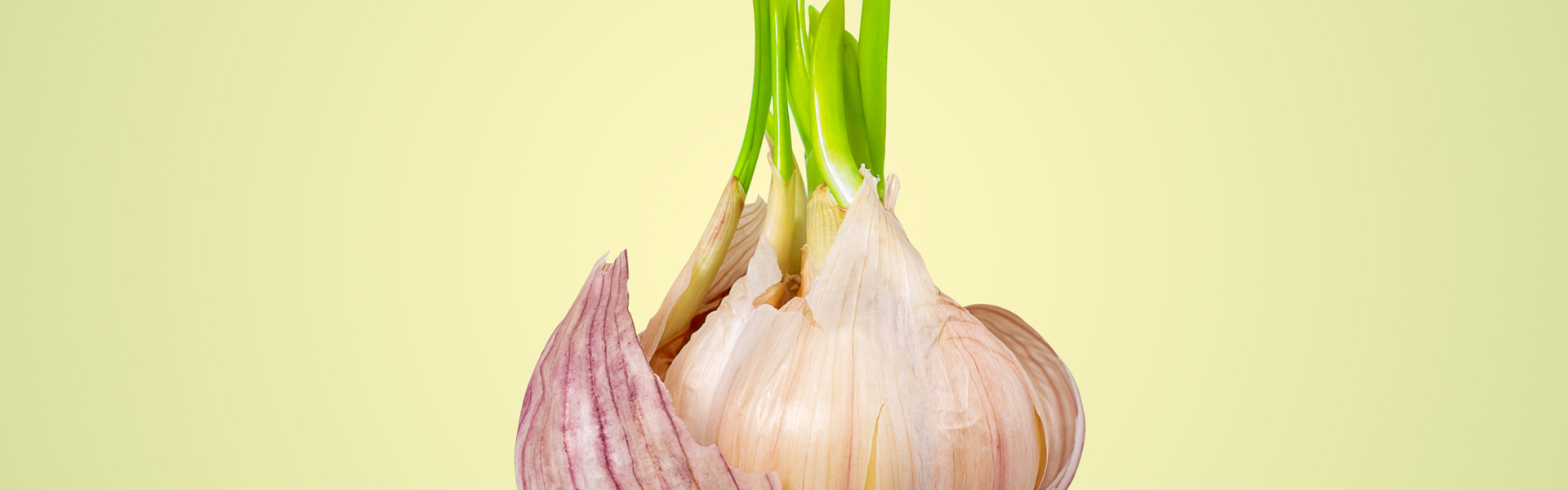 Main Image: a bulb of garlic sprouting, ready to be grown indoors, on a light green background
