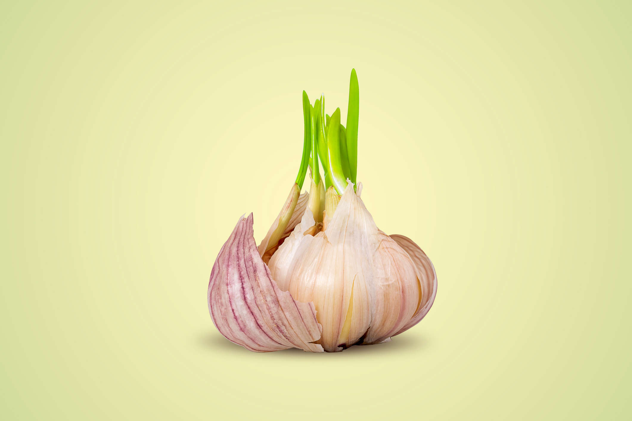 Main Image: a bulb of garlic sprouting, ready to be grown indoors, on a light green background