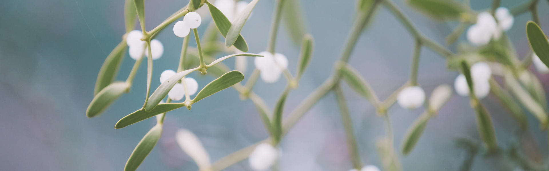 a close up of white mistletoe