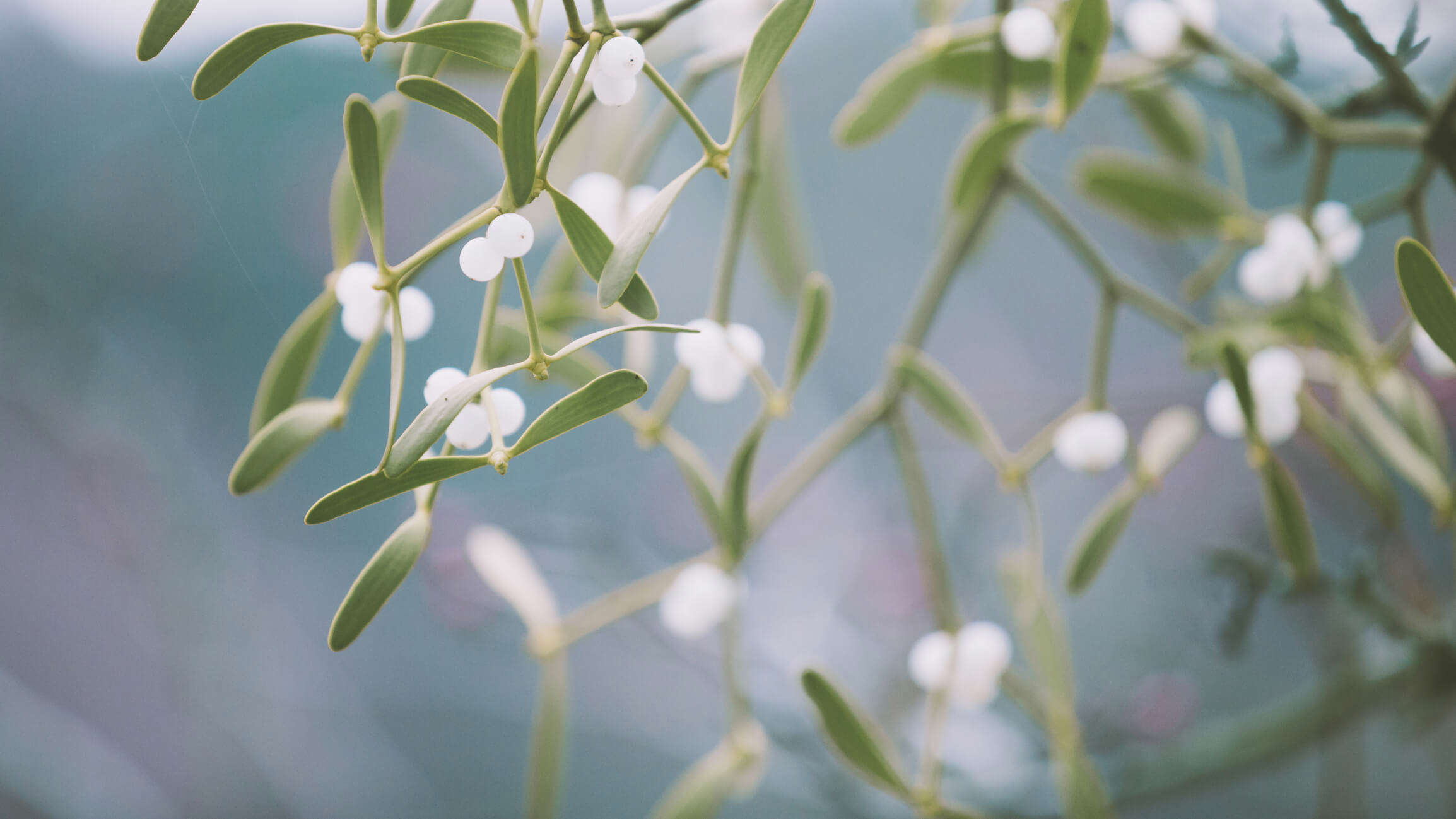 a close up of white mistletoe