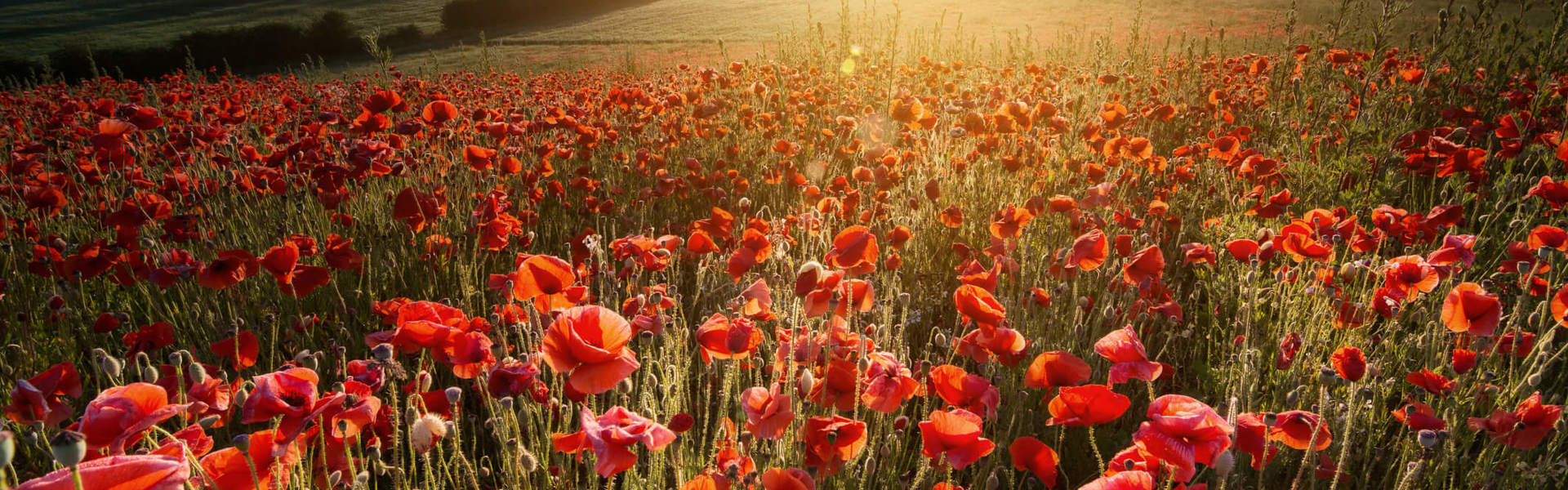 a field of red poppies