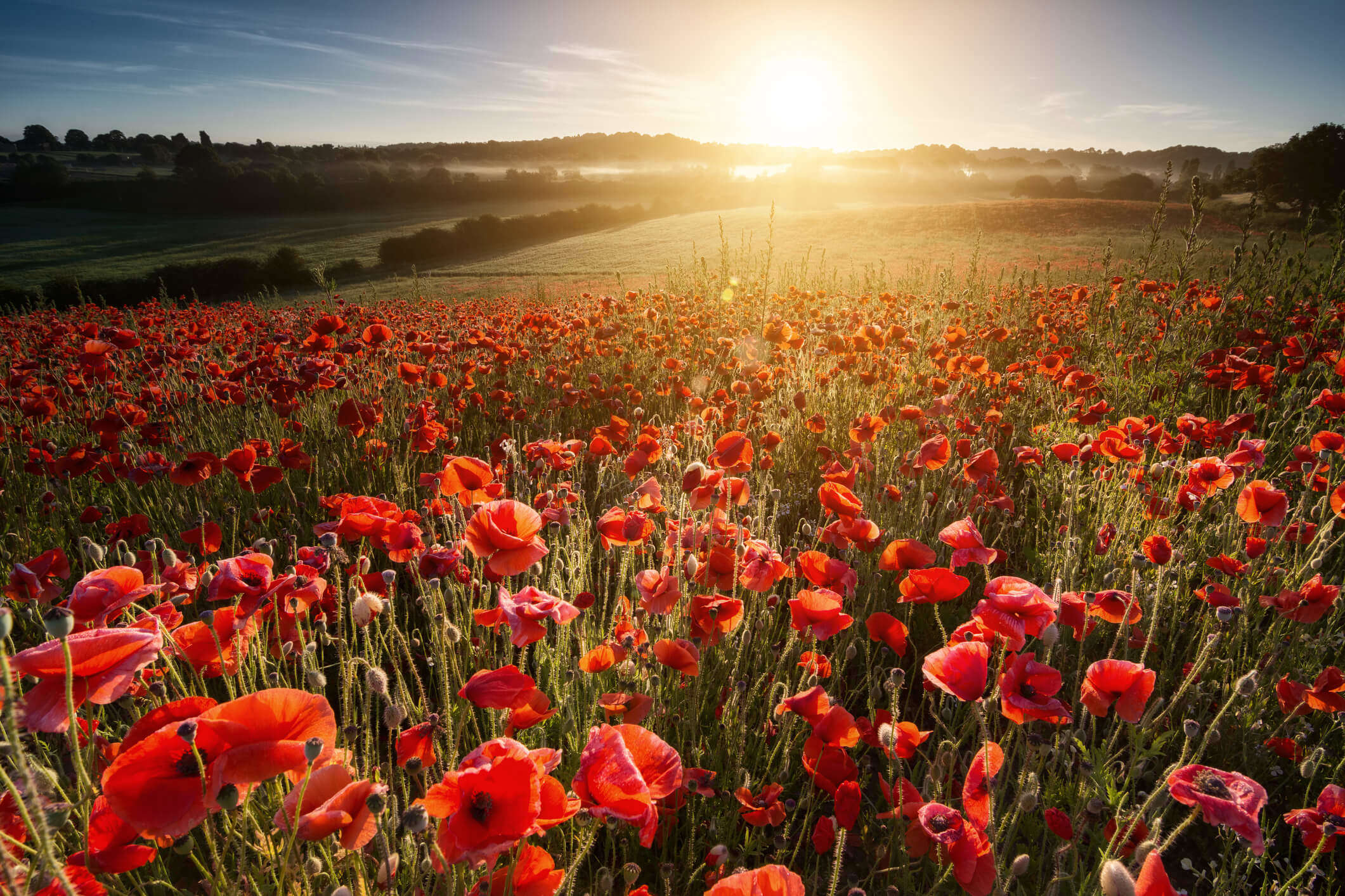 a field of red poppies