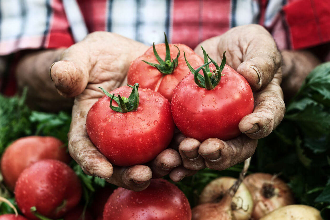 a close up of hands holding 3 big red tomatoes
