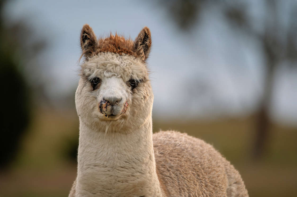 Main Image: a close up of an alpaca outdoors