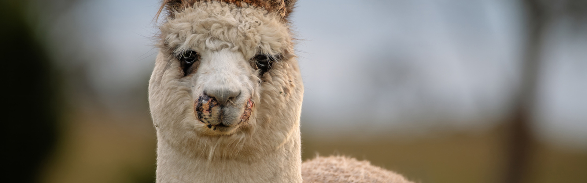 Main Image: a close up of an alpaca outdoors